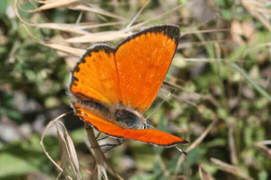 Image of <i>Lycaena ophion</i>