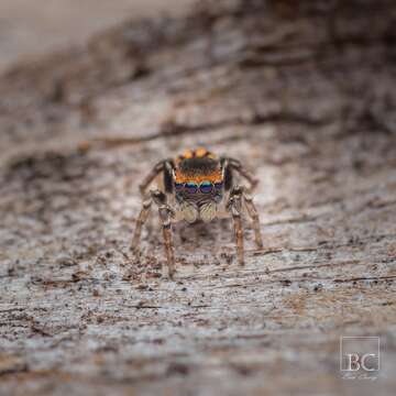 Image of Robinson's Peacock Spider