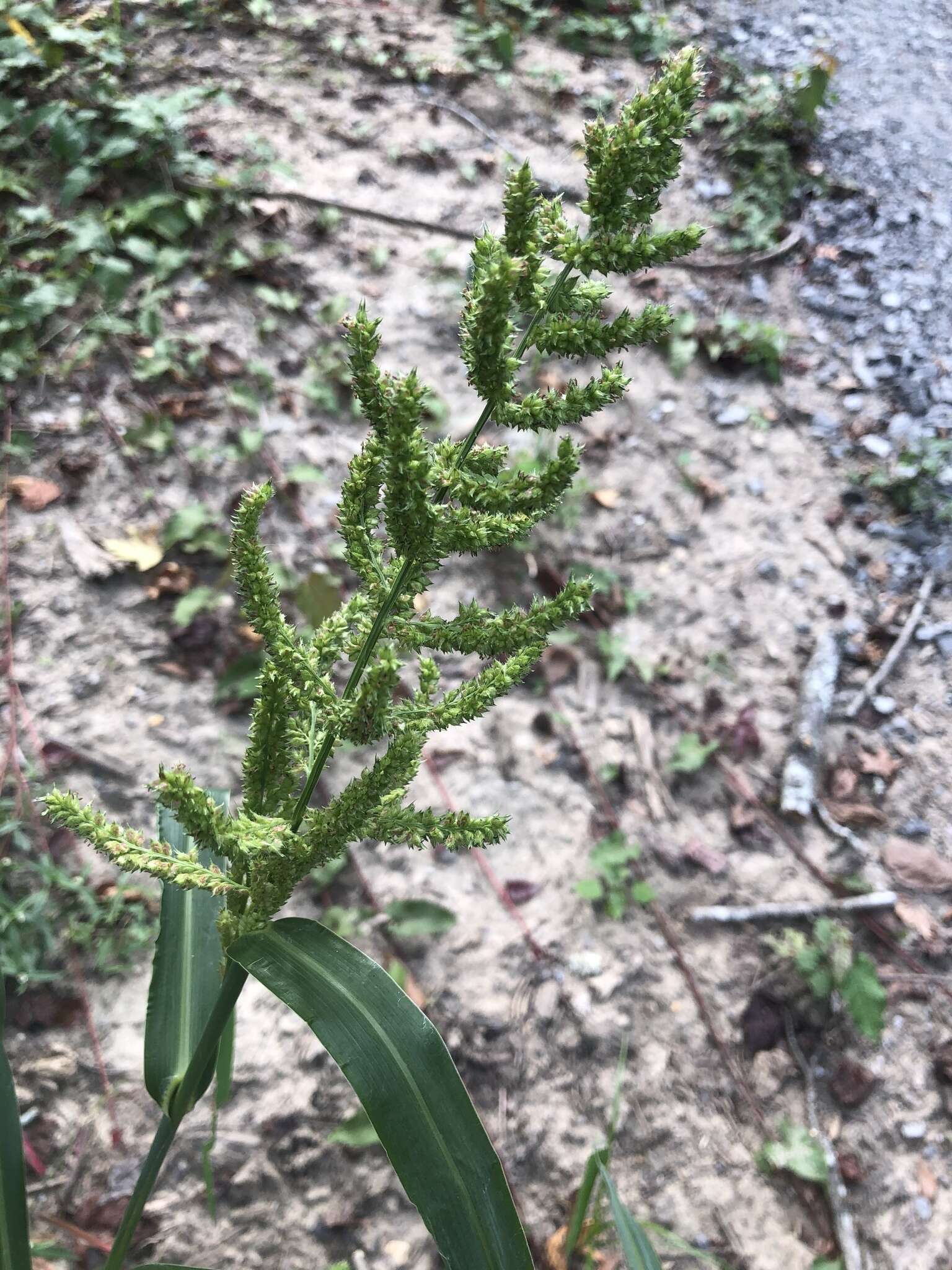 Echinochloa muricata var. muricata resmi