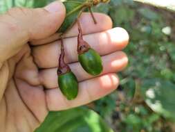 Imagem de Endlicheria paniculata (Spreng.) Macbride