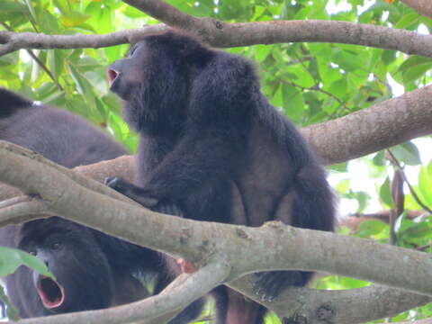 Image of Black Howling Monkey