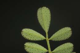 Image of Florida prairie-clover