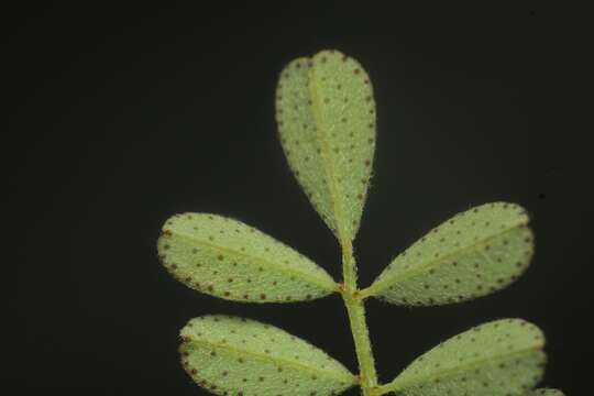 Dalea carthagenensis var. floridana (Rydb.) Barneby resmi