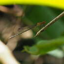 Слика од Tigriagrion aurantinigrum Calvert 1909