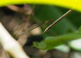 Image of Tigriagrion Calvert 1909