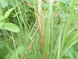 Image of water sedge