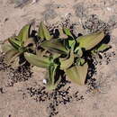 Image of Mesembryanthemum barklyi N. E. Br.