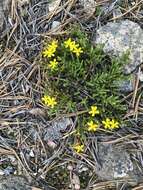 Image of pine barren goldenheather