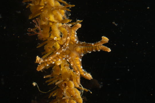 Image of <i>Sasakiella cruciformis</i> Okubo 1917