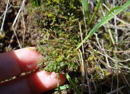 Image of Phymatoceros bulbiculosus (Brot.) Stotler, W. T. Doyle & Crand.-Stotl.