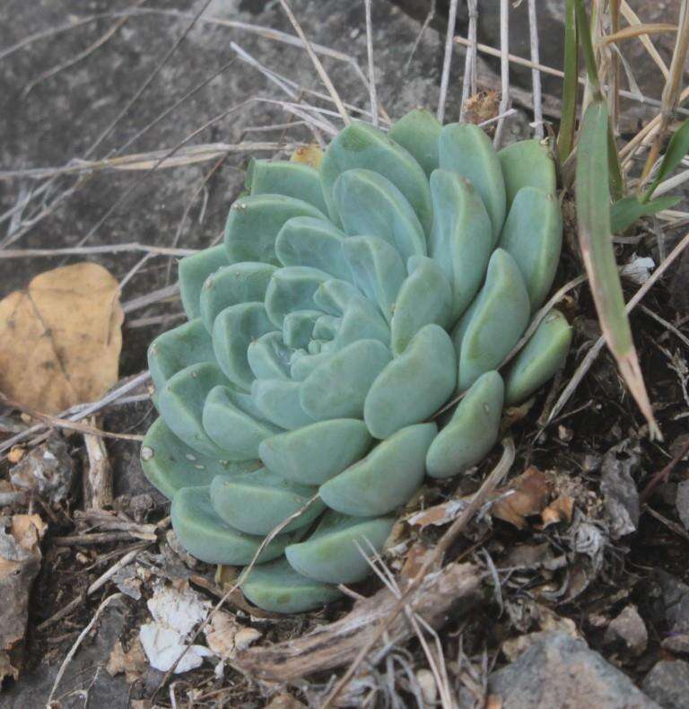 Echeveria elegans Rose resmi