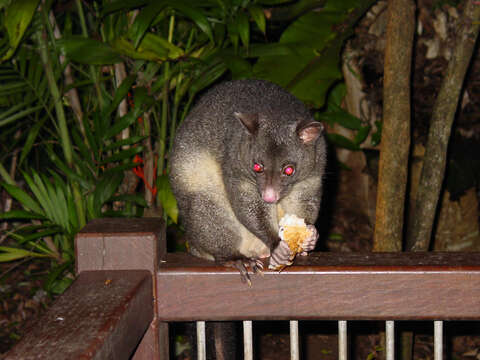 Image of Mountain Brushtail Possum