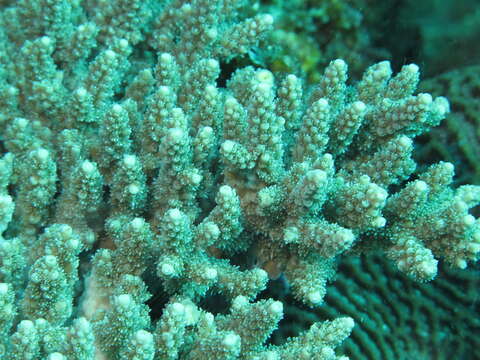 Image of Acropora latistella (Brook 1892)