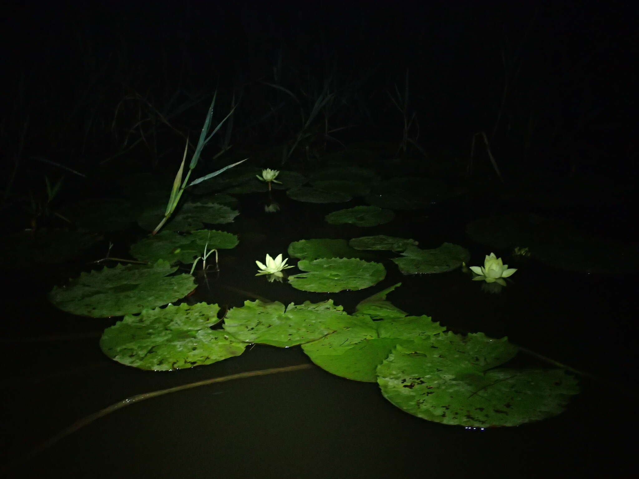 Imagem de Nymphaea rudgeana G. F. W. Mey.