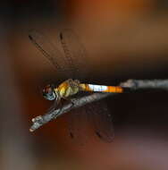 Image of Brachygonia oculata (Brauer 1878)