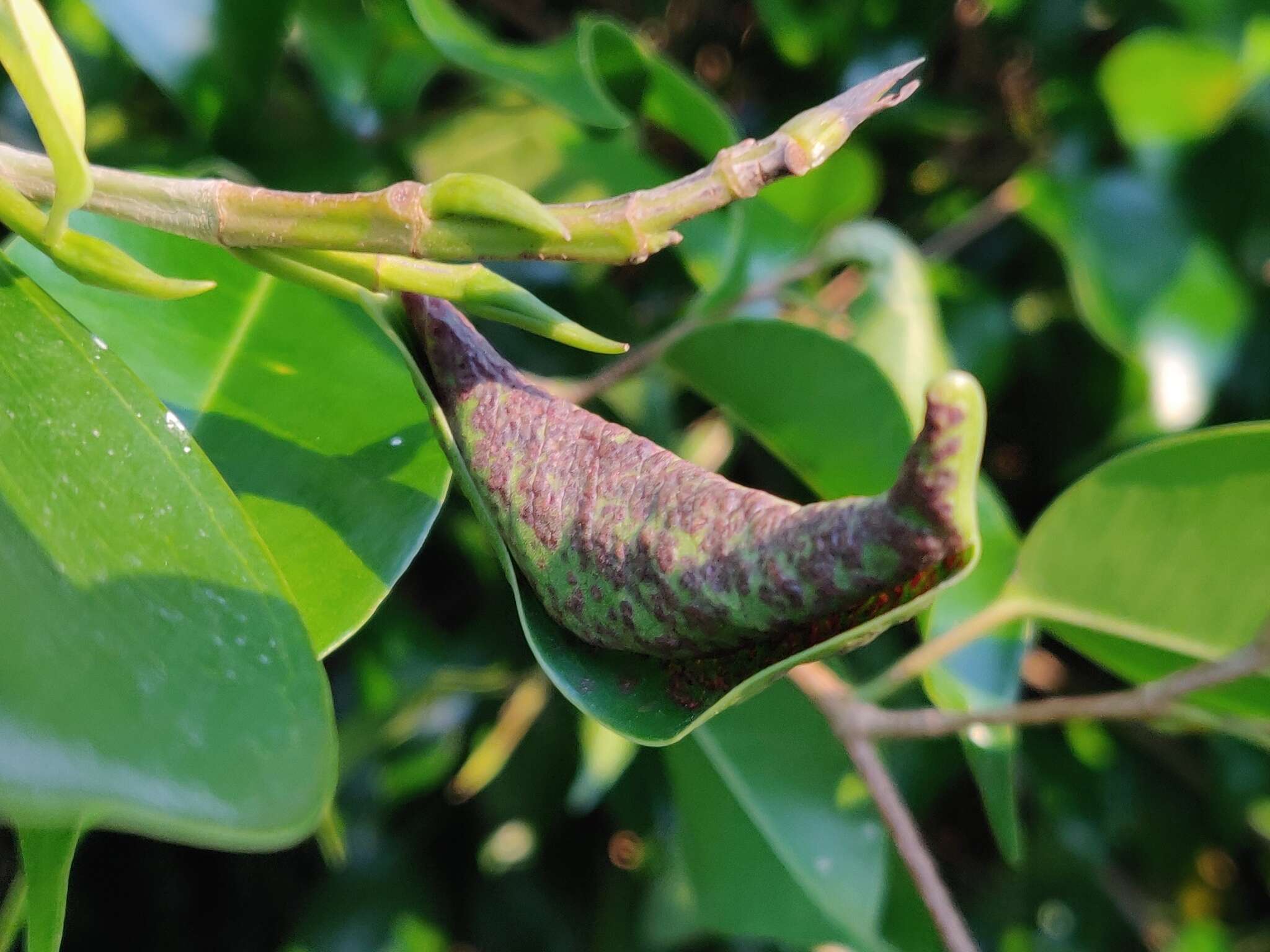 Image of Cuban Laurel Thrips