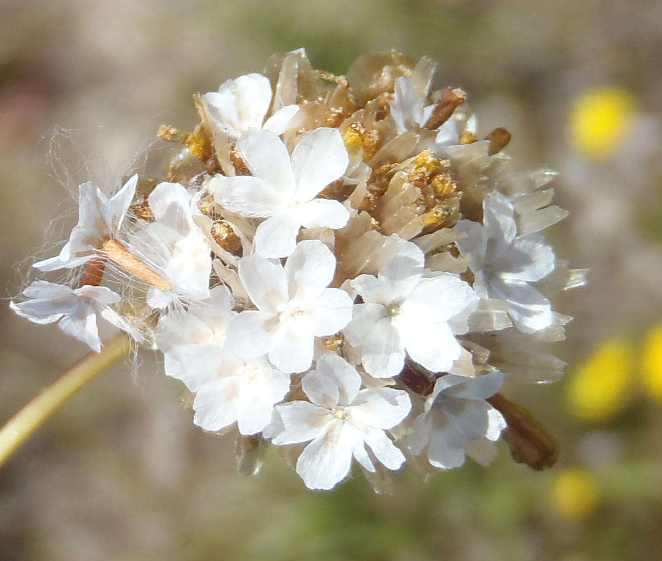 Image of Ursinia trifida (Thunb.) N. E. Br.