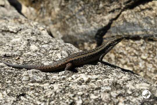 Image of South-western Crevice Skink