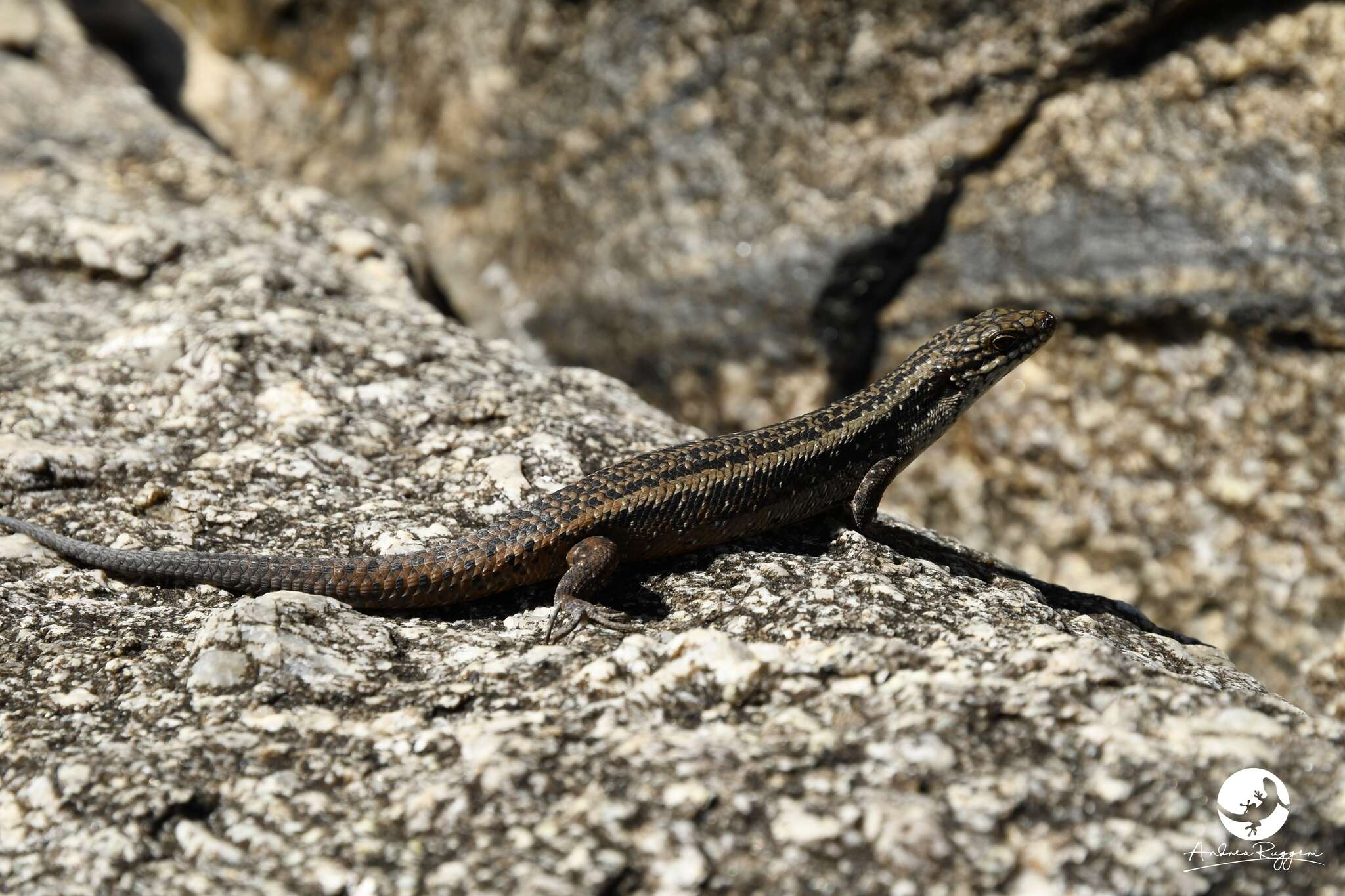 Plancia ëd Egernia napoleonis (Gray 1838)