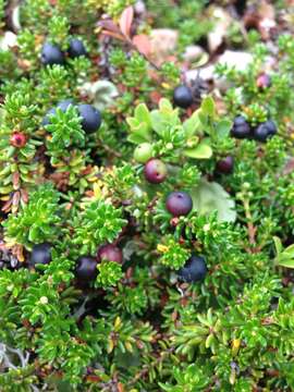 Image of Mountain Crowberry