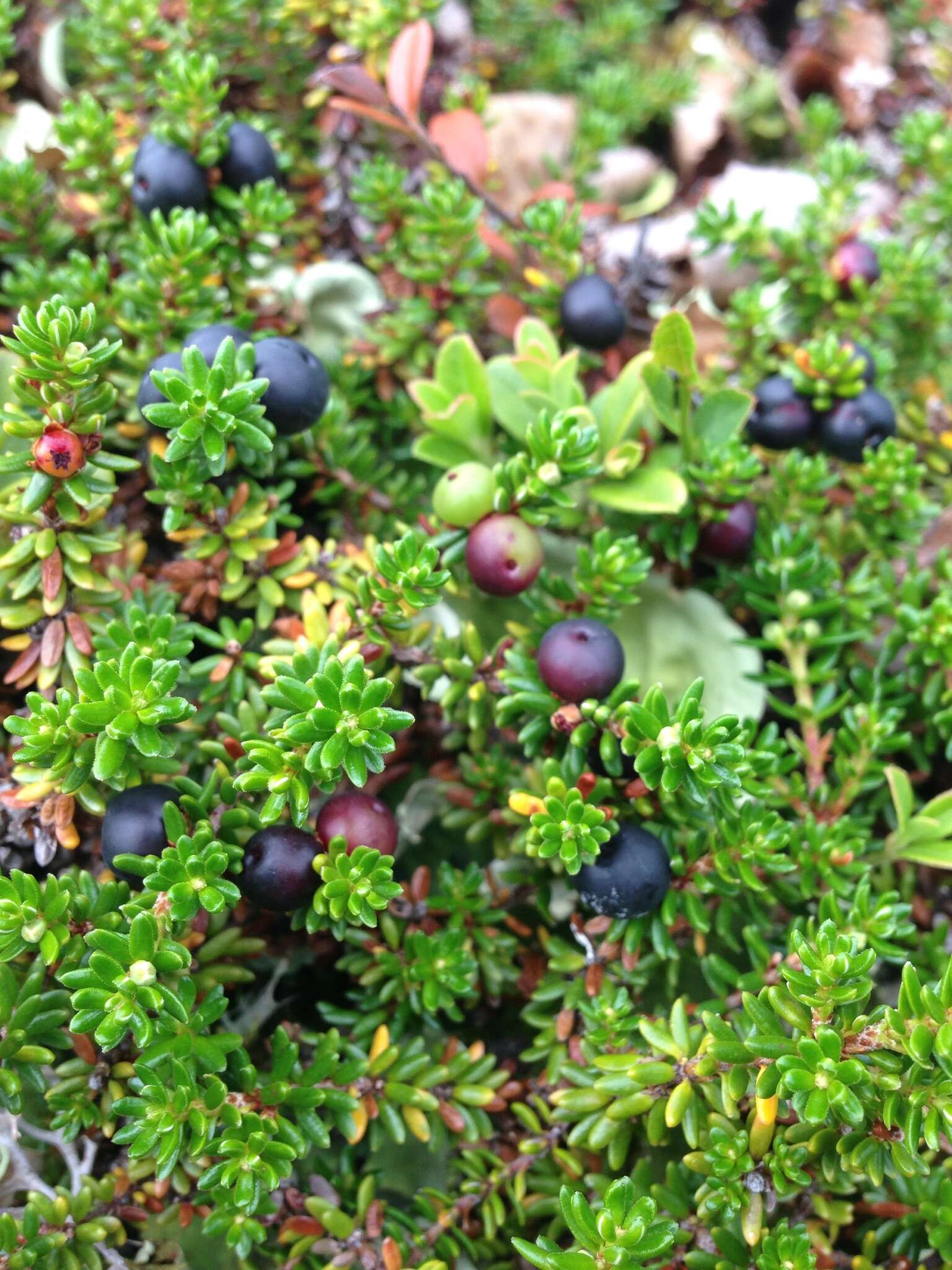 Image of Mountain Crowberry