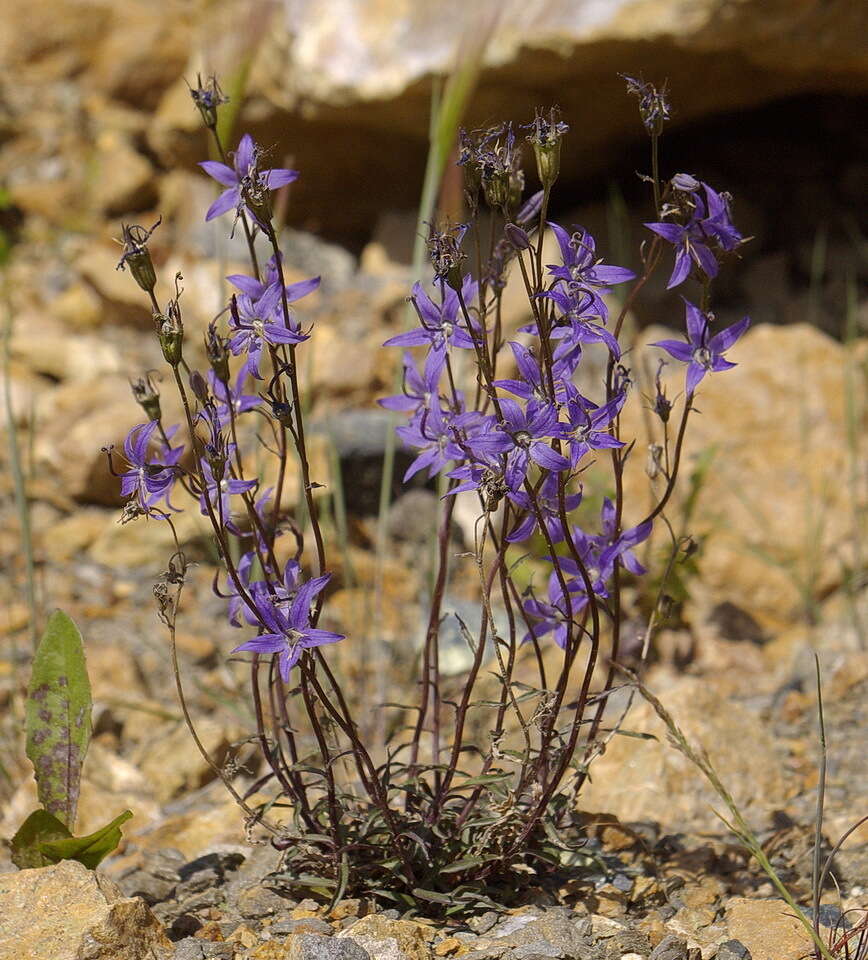 Sivun Campanula aurita Greene kuva