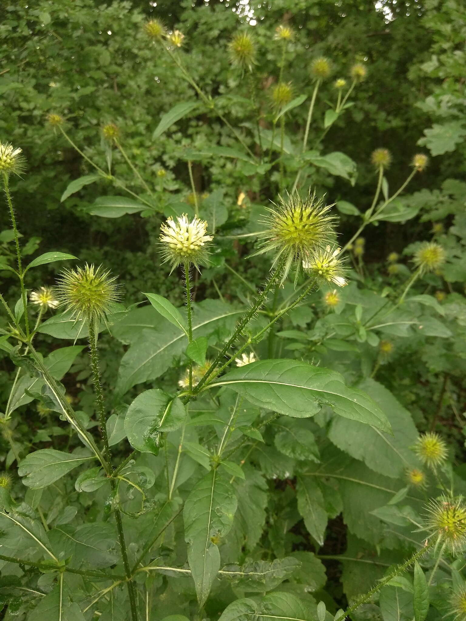 صورة Dipsacus strigosus Willd.