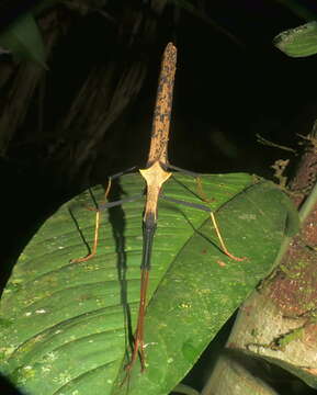 Image of Pseudophasma bispinosum (Redtenbacher 1906)