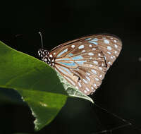 Imagem de <i>Tirumala hamata</i>