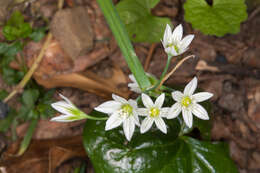 Image of Italian Garlic