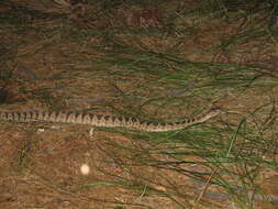 Image of Crotalus oreganus lutosus Klauber 1930