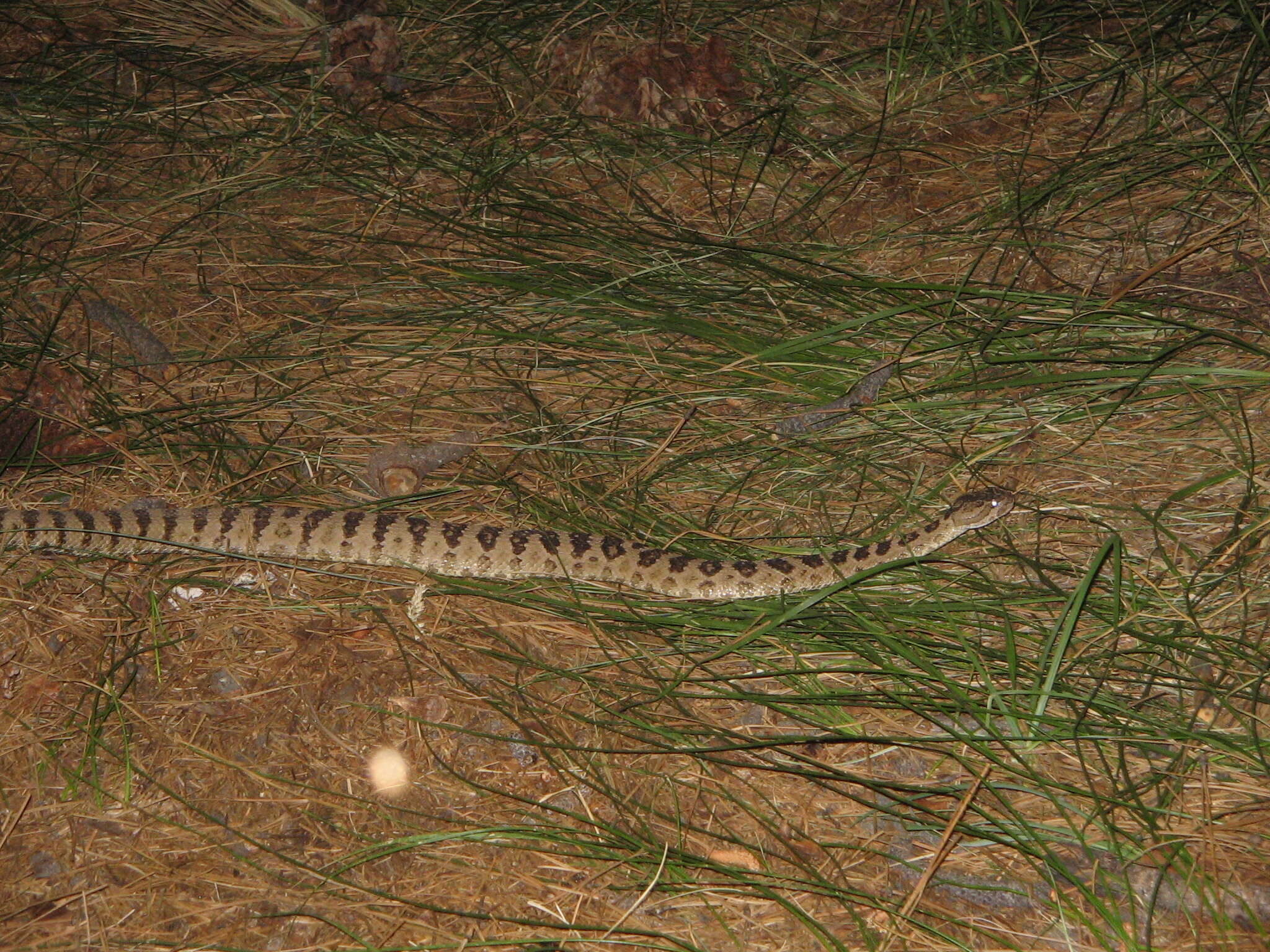 Image of Crotalus oreganus lutosus Klauber 1930