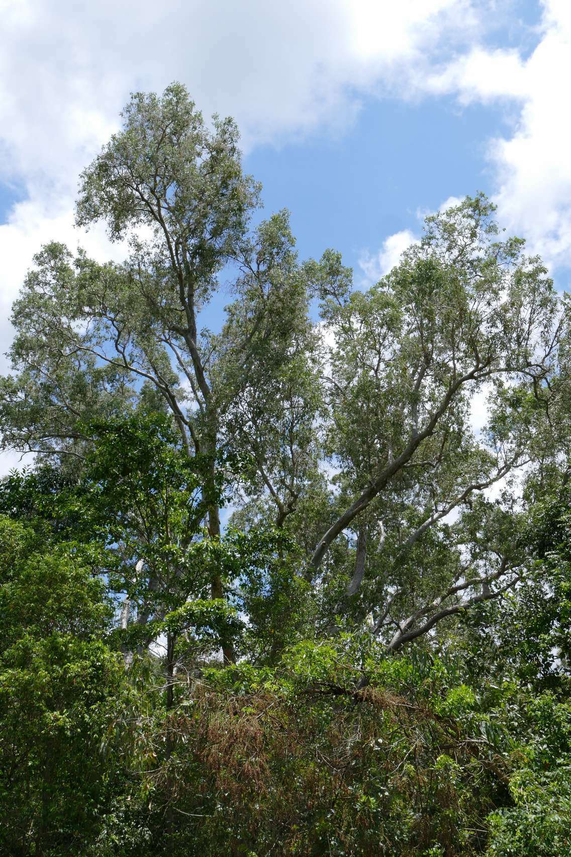 Sivun Melaleuca dealbata S. T. Blake kuva