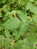 Desmodium canescens (L.) DC. resmi