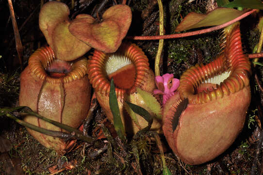 Слика од Nepenthes villosa Hook. fil.