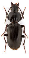 Image of Pterostichus (Pseudomaseus) luctuosus (Dejean 1828)