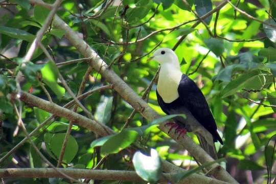 Image of Black-banded Fruit Dove