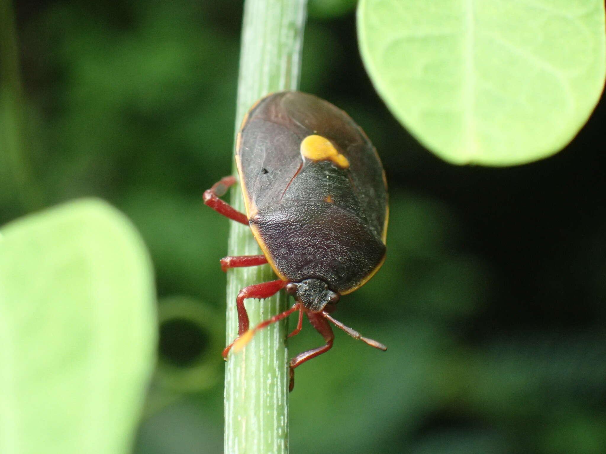 Colpoproctus pullus (Stål 1853)的圖片