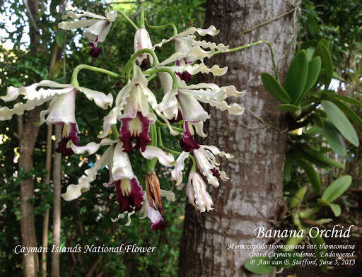 Image de Myrmecophila thomsoniana (Rchb. fil.) Rolfe