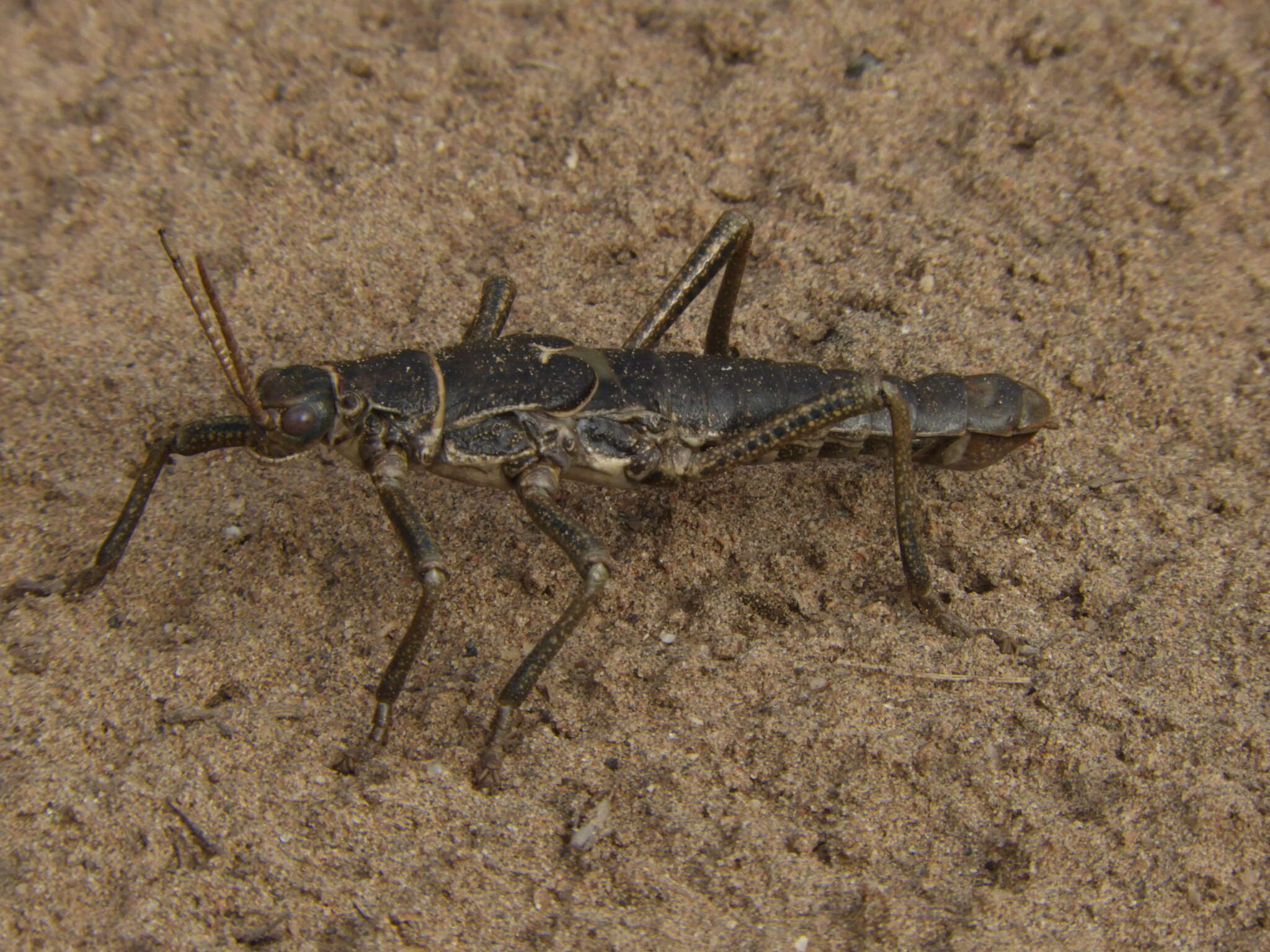 Image of Agathemera millepunctata Redtenbacher 1906