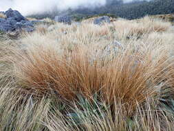 Plancia ëd Chionochloa rubra subsp. cuprea Connor