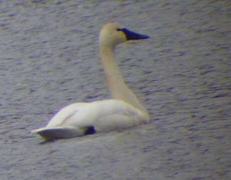 Image of Trumpeter Swan