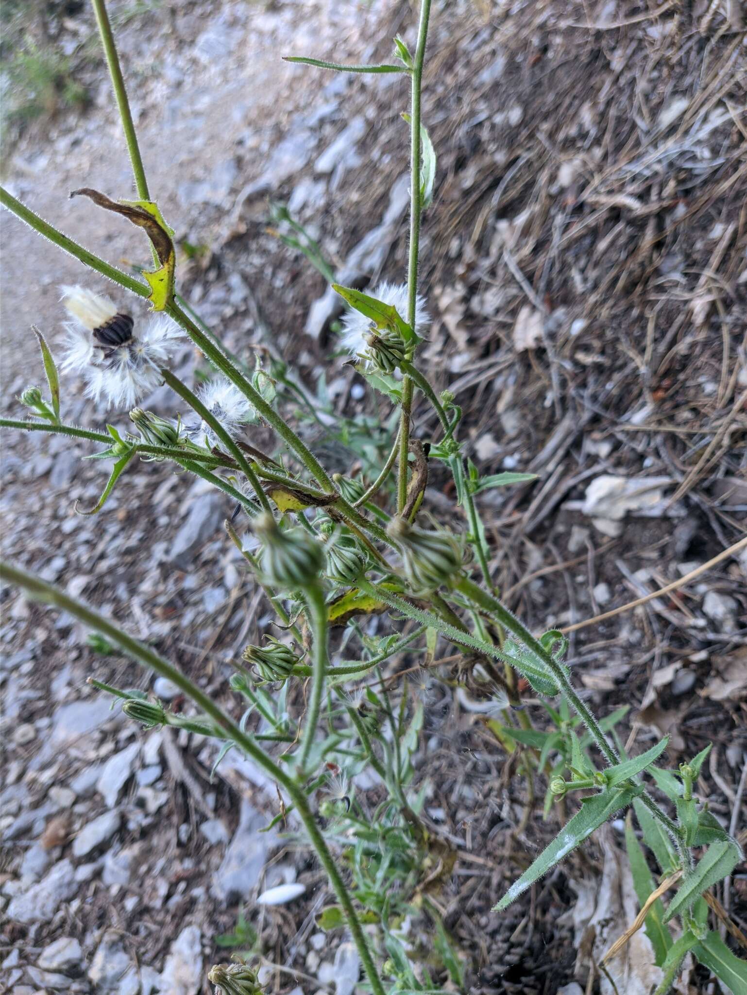 Image of Crepis alpina L.