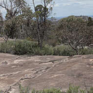 Image of Turpentine Mint-bush