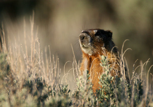 Image of Yellow-bellied Marmot