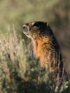 Image of Yellow-bellied Marmot