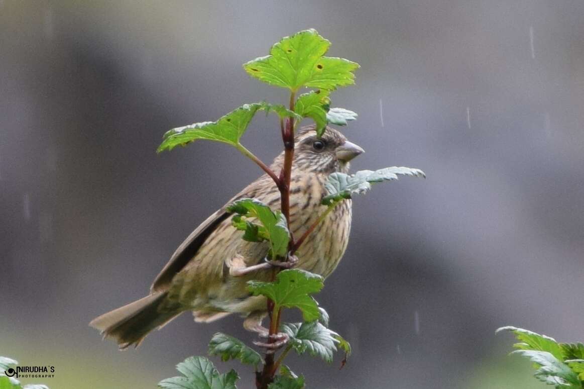 Image of Pink-browed Rosefinch