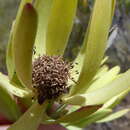 Image of Leucadendron foedum I. Williams