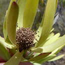 Image de Leucadendron foedum I. Williams