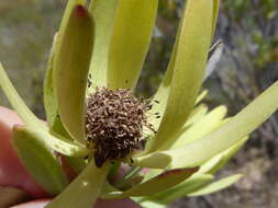 Image of Leucadendron foedum I. Williams